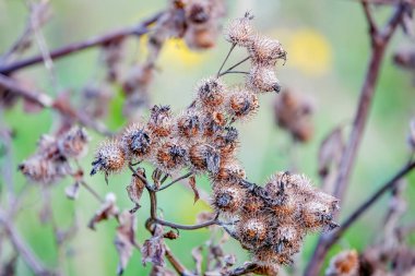 Sonbaharda kuru Burdock. Büyük Burdock (