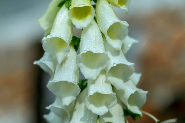 Digitalis Bianco Digitalis Genere Circa Specie Piante Erbacee Perenni Arbusti — Foto Stock