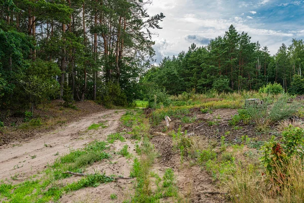 Пинері Брудна Дорога Лісова Межа Прекрасна Природа Європейський Ландшафт — стокове фото