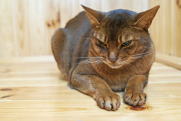 Abyssinian cat — Stock Photo, Image