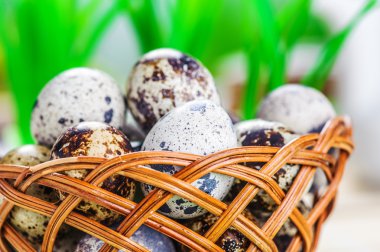 bıldırcın yumurtası