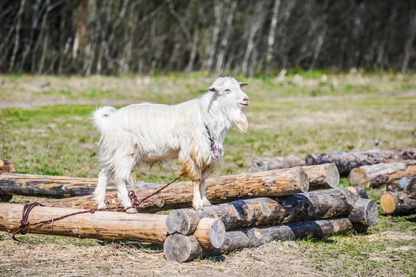 Weiße Ziege frisst Gras — Stockfoto