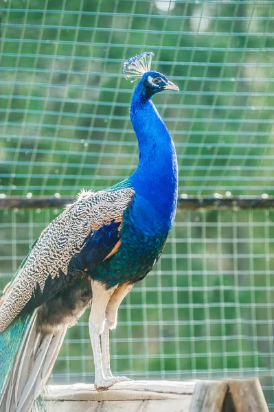 Bellissimo pavone — Foto Stock