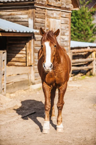 Piebald horse — Stock Photo, Image