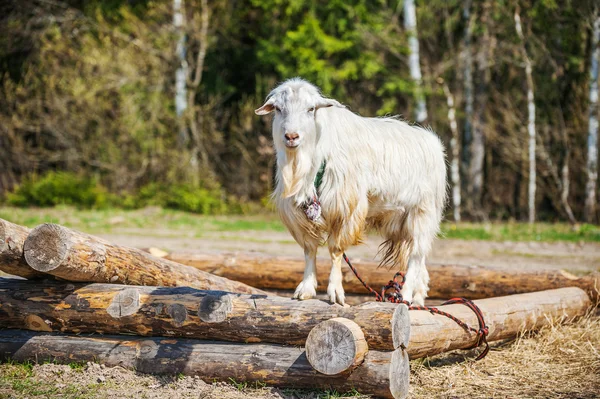 White goat eating grass — Stock Photo, Image