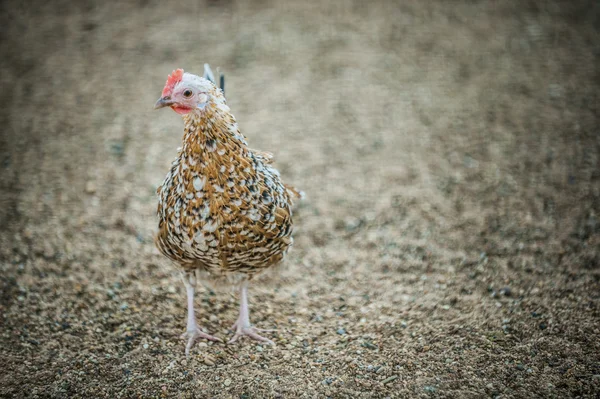 Young chick — Stock Photo, Image