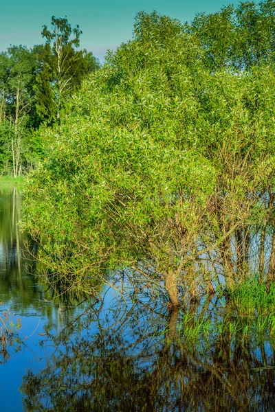 Zomer landschap — Stockfoto