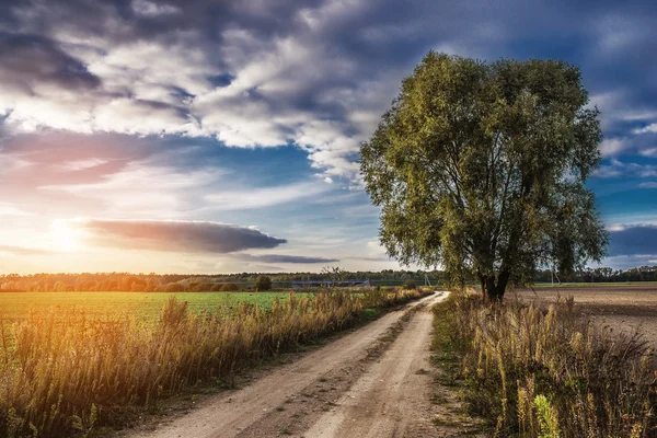 Arbre dans le champ au coucher du soleil — Photo