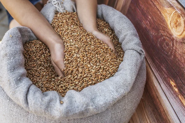Девушка с зерном пшеницы — стоковое фото