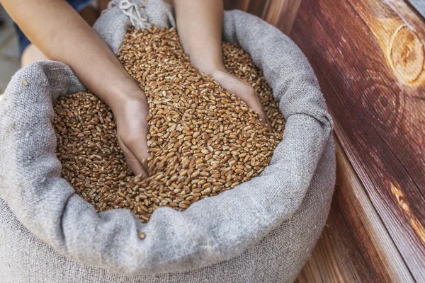 Girl with grain of wheat — Stock Photo, Image