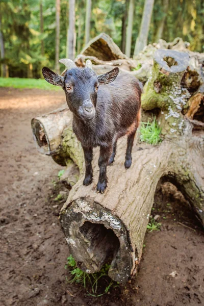 Schwarze Ziege kletterte auf Baumstamm — Stockfoto