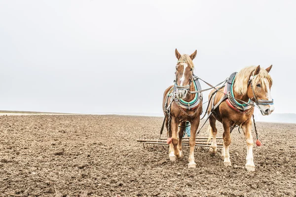 Two brown horses — Stock Photo, Image