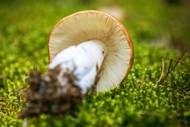 Mor russula