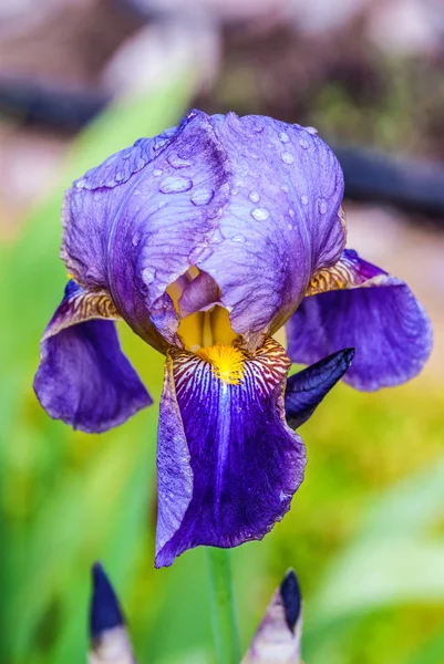 Iris is een geslacht van bloeiende planten met opvallende bloemen — Stockfoto