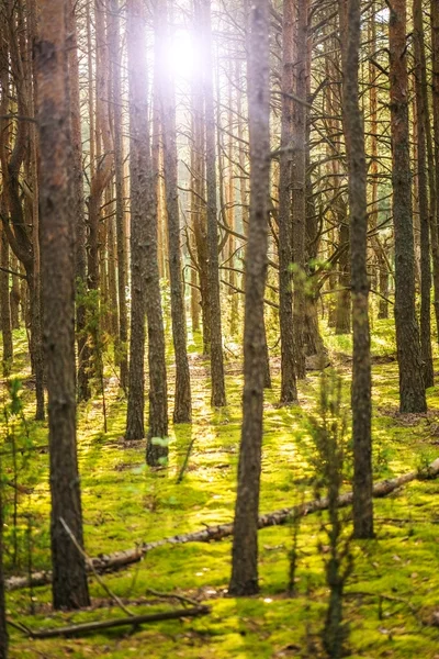 Pine forest — Stock Photo, Image