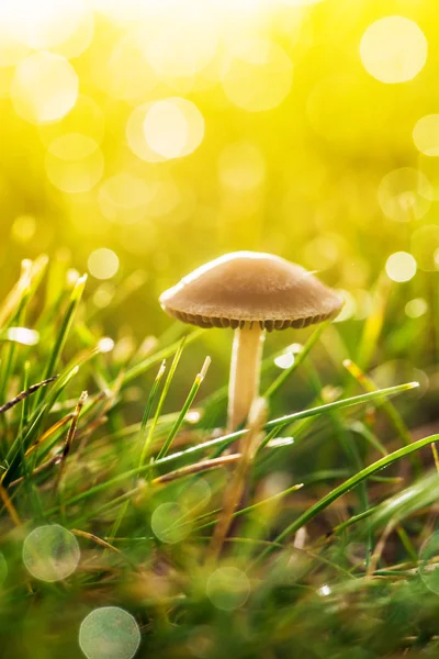 Mushroom — Stock Photo, Image