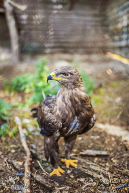 Aquila fasciata veya Hieraaetus fasciatus