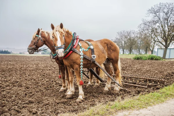 Dwa konie brązowe — Zdjęcie stockowe