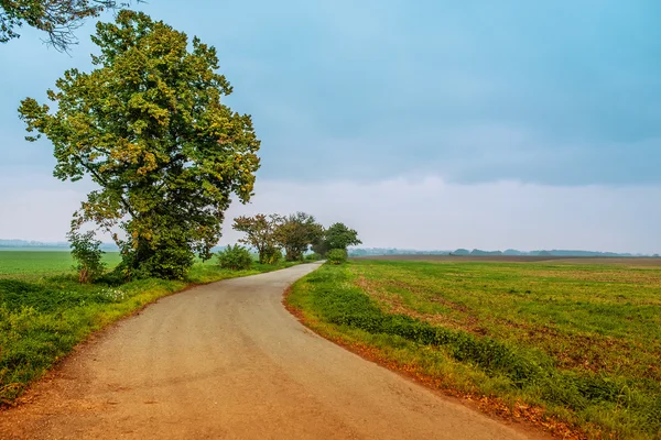 Boom in veld — Stockfoto