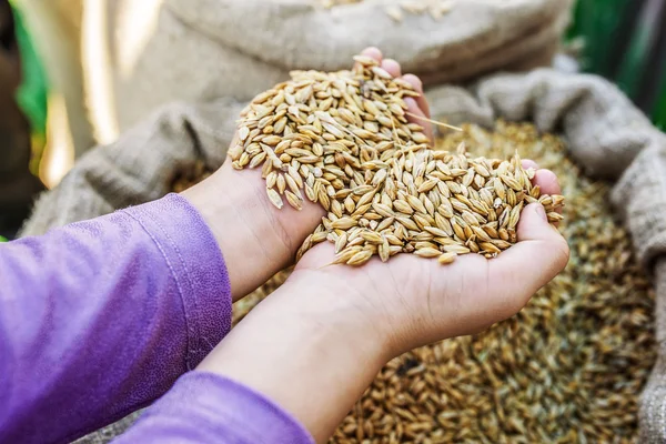 Девушка с зерном пшеницы — стоковое фото