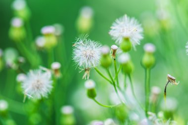 Tragopogon, salsify veya goatsbeard olarak da bilinir