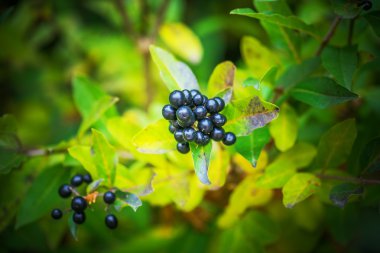 Kurtbağrı çiçekli bitkidir cins Ligustrum