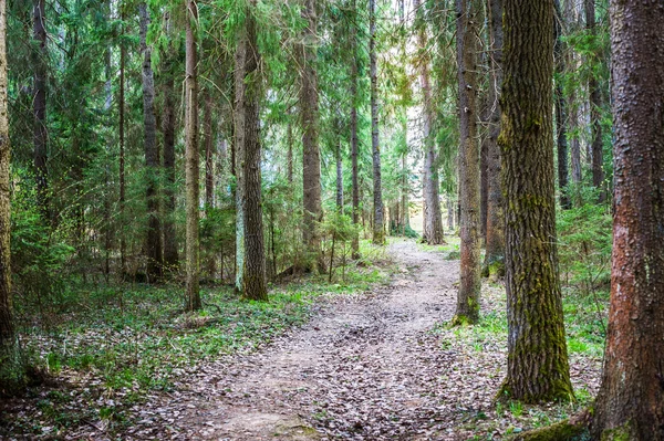 Camino forestal en pino — Foto de Stock