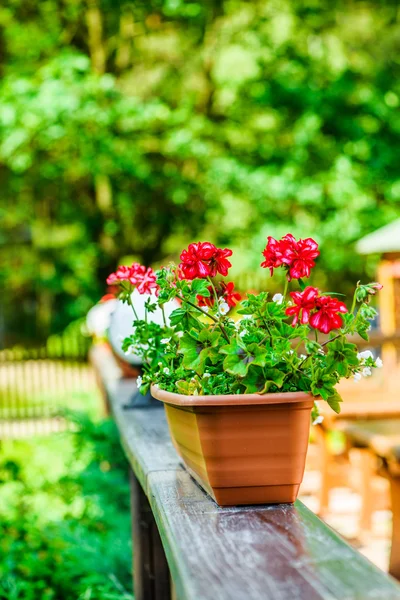 Begonia is een geslacht van bloeiende planten — Stockfoto