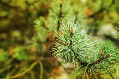 çiçek açması çam