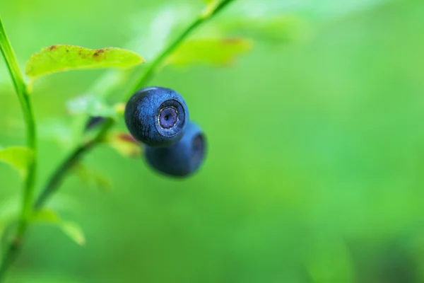 Blueberries are perennial flowering plants — Stock Photo, Image