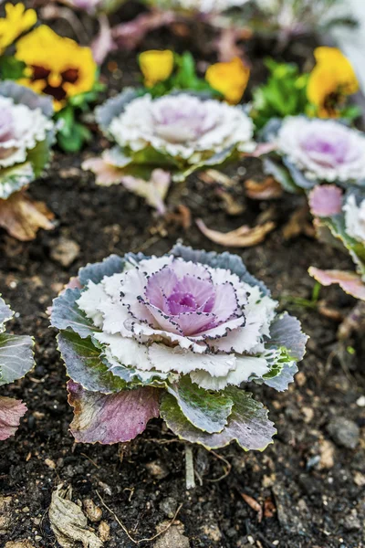 Decorative cabbage — Stock Image Decorative cabbage Stock Picture