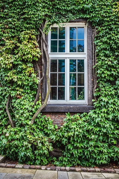 Ivy ile kaplı windows — Stok fotoğraf