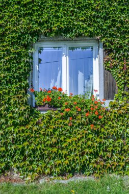Ivy ile kaplı windows