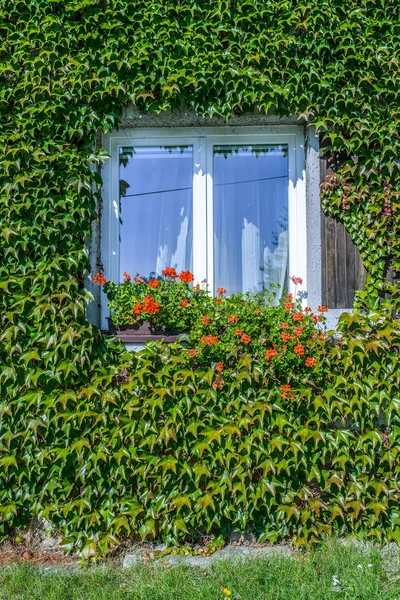 Windows covered with ivy — Stock Photo, Image