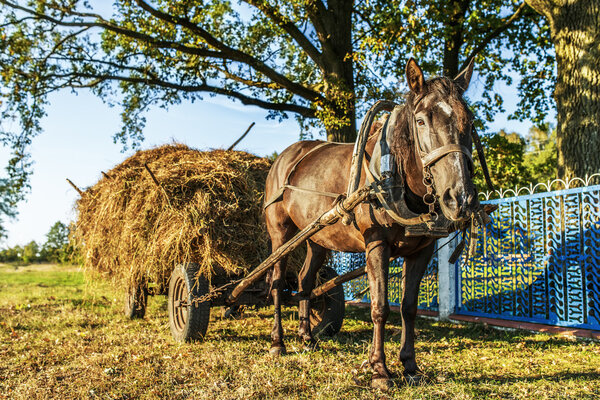 Black horse harnessed to cart with hay