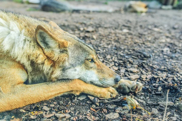 Grauwolf (Canis lupus)) — Stockfoto