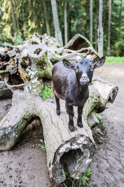 Black goat climbed on log — Stock Photo, Image