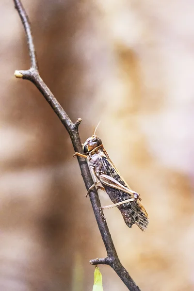 Locust — Stock Photo, Image