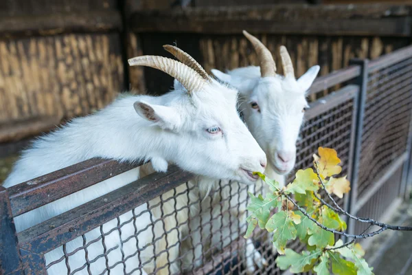 Белые козы — стоковое фото