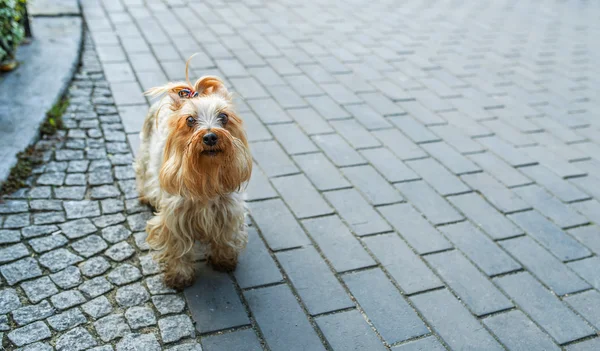 Yorkshire terrier — Stockfoto