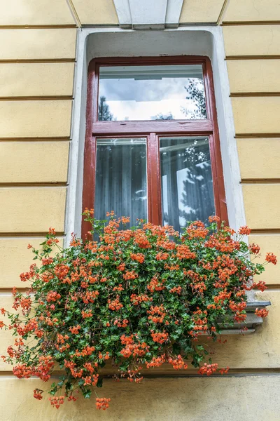 Altes Fenster mit Blumenladen — Stockfoto