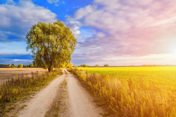 Arbre dans le champ au coucher du soleil — Photo