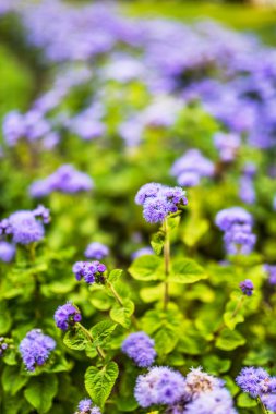 Ageratum