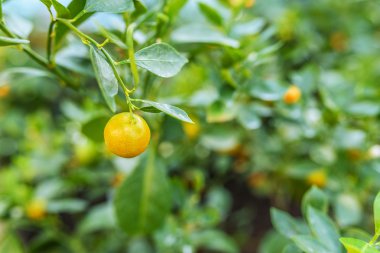 narenciye reticulata