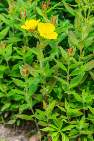 Oenothera macrocarpa — стокове фото