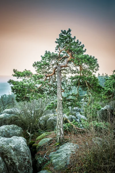 Pine — Stock Photo, Image