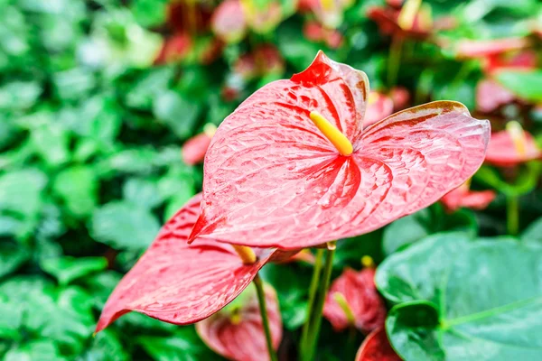 Anthurium — Stockfoto