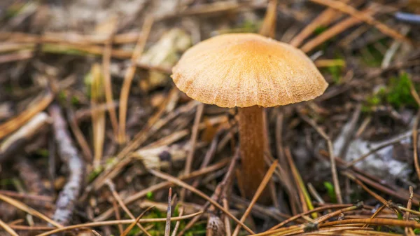 Toadstools — Stock fotografie