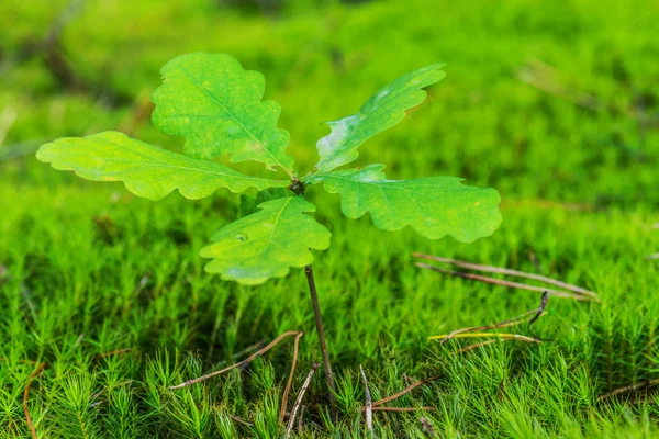 Brote de roble verde —  Fotos de Stock