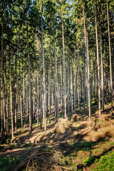 Caminho florestal em pinho — Fotografia de Stock
